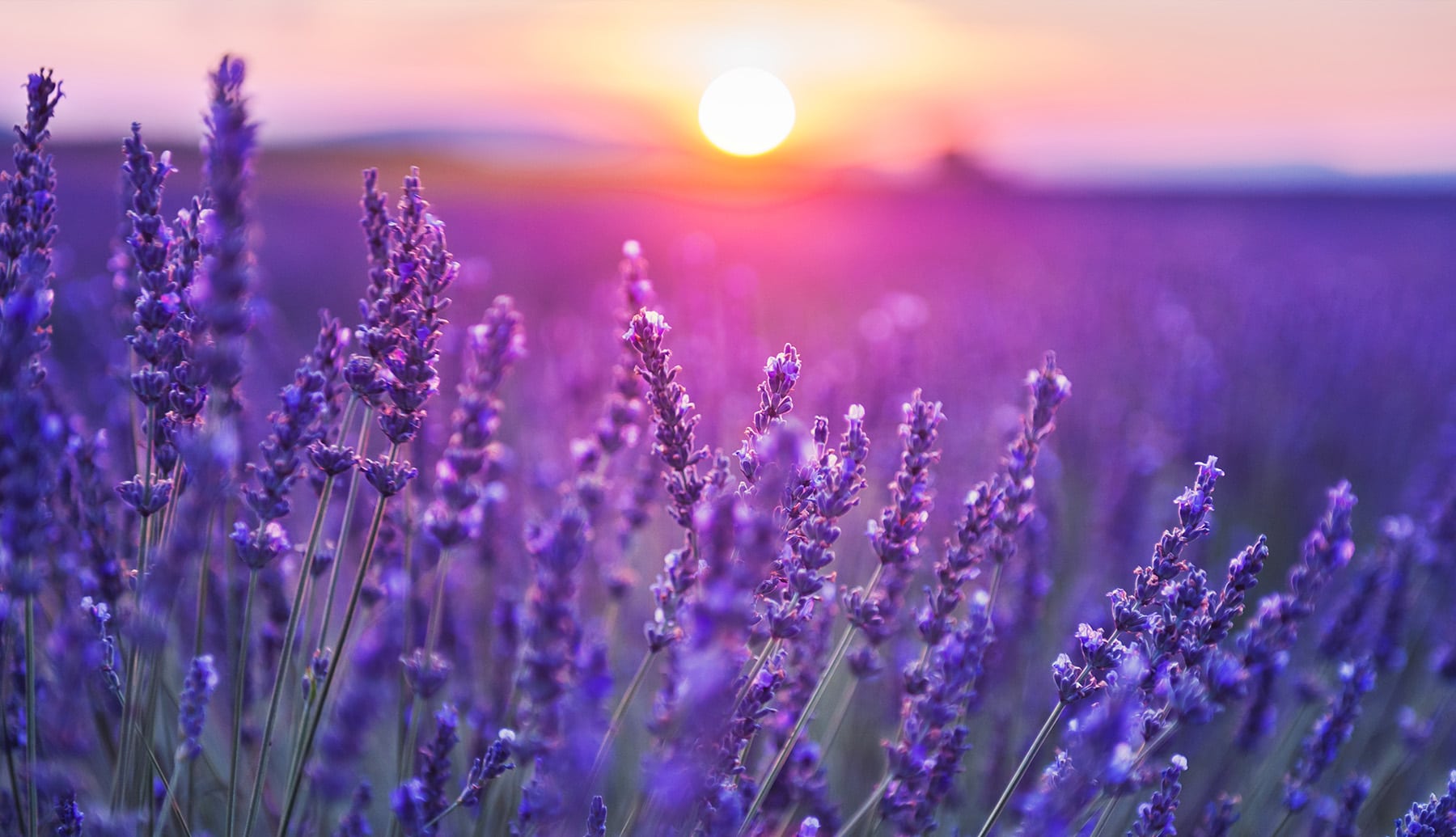 Calm scene with avender at sunset. EFT Tapping for calm