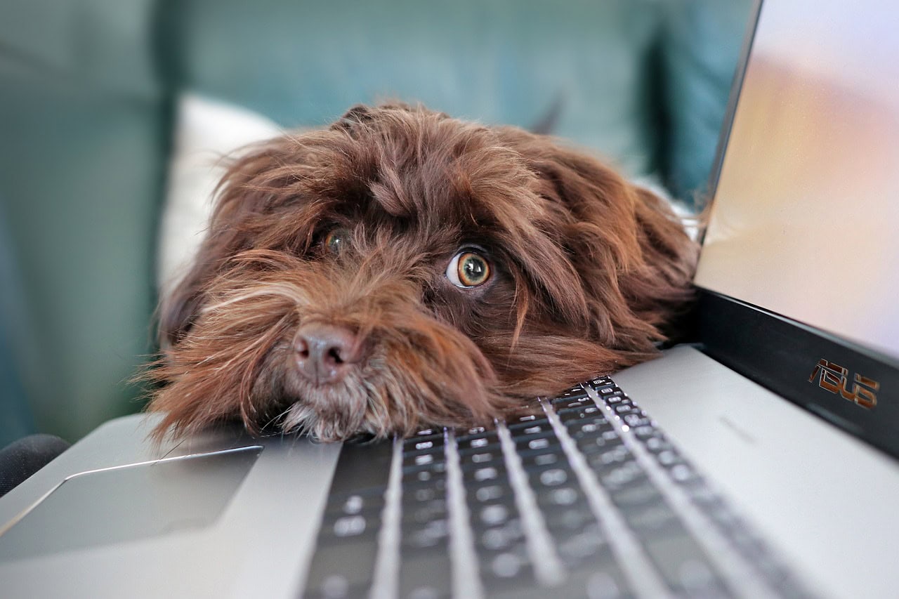 Dog resting head on laptop keyboard