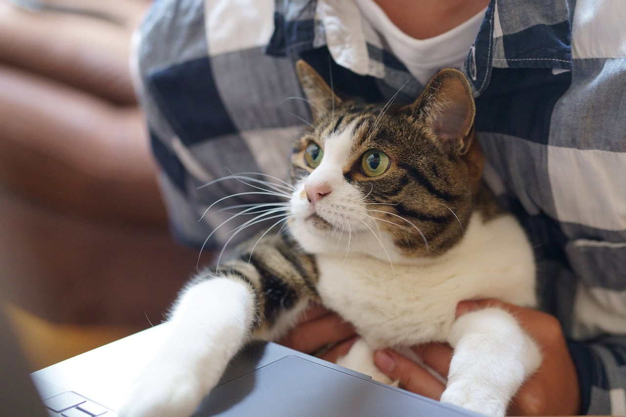 Man holding a cat with one paw on laptop