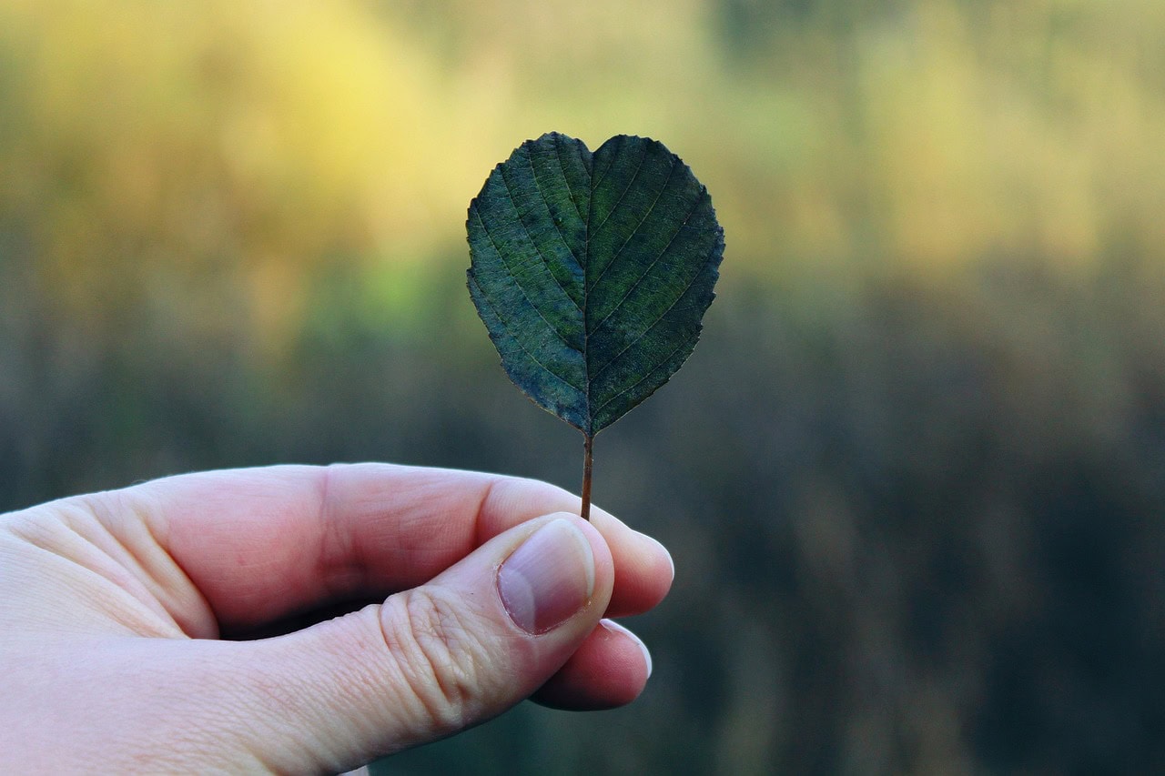 Hand holding a leaf